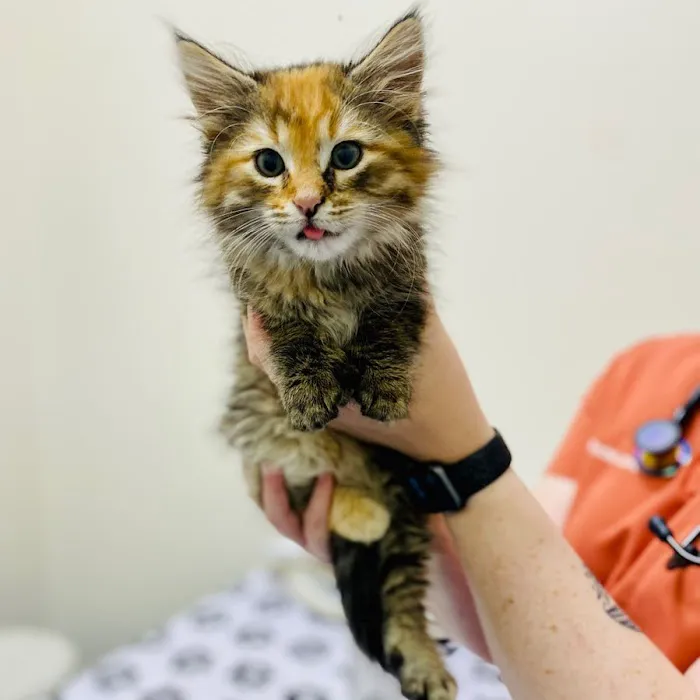 Nova Veterinary Clinic Picture 2