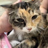 Edina Pet Hospital ico