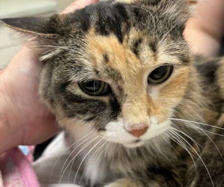 Edina Pet Hospital