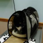 France Avenue Pet Hospital
