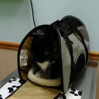 France Avenue Pet Hospital ico