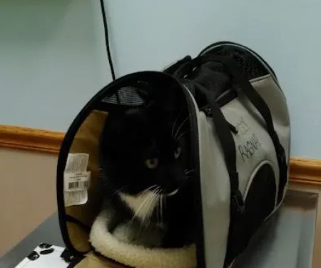 France Avenue Pet Hospital