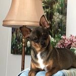 Champlin Park Pet Hospital