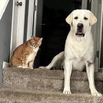 Blaine Area Pet Hospital PA