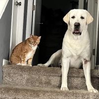 Blaine Area Pet Hospital PA ico