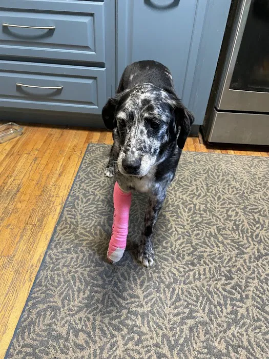 BluePearl Pet Hospital Picture 10