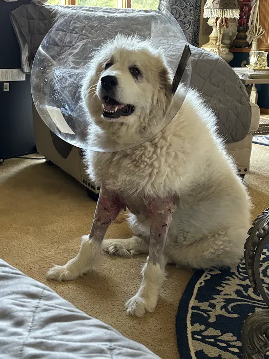 BluePearl Pet Hospital Picture 3
