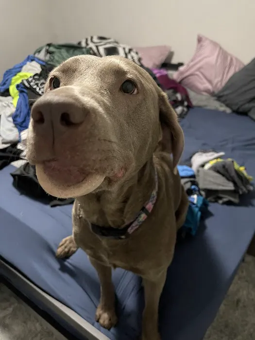 BluePearl Pet Hospital Picture 4