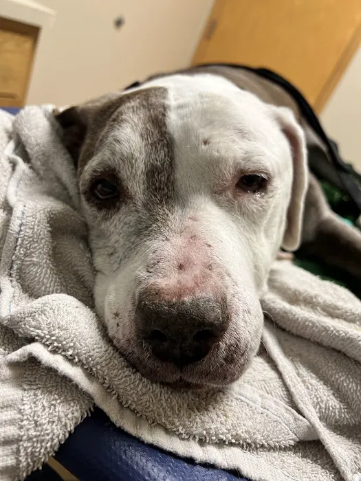 BluePearl Pet Hospital Picture 2