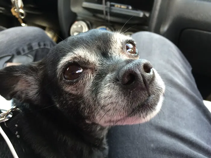 BluePearl Pet Hospital Picture 5