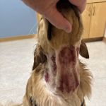 BluePearl Pet Hospital
