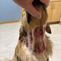 BluePearl Pet Hospital ico