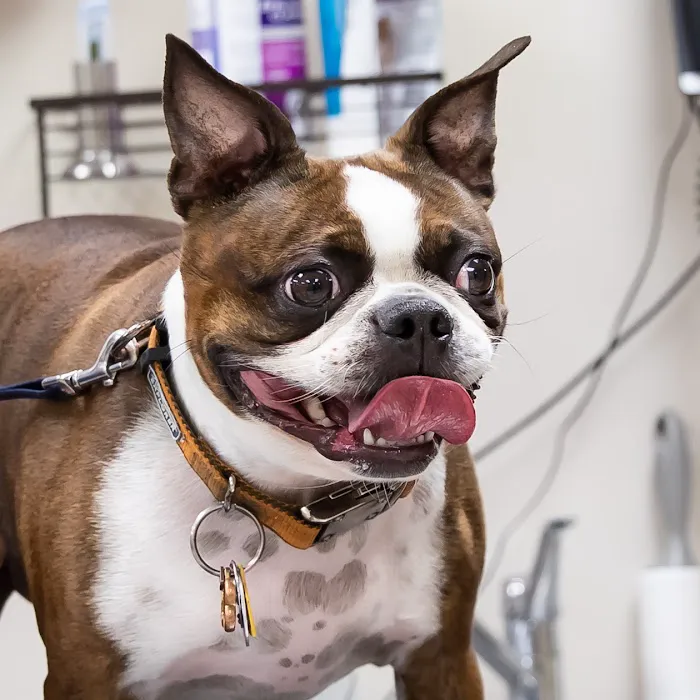 Birch Lake Animal Hospital Picture 9