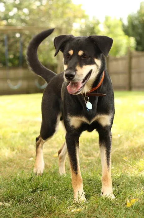 Keller Lake Animal Hospital Picture 2