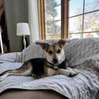 Keller Lake Animal Hospital ico