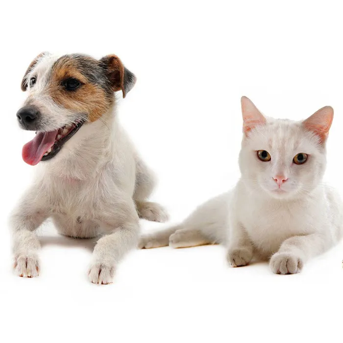 VCA Animal Wellness Center of Maple Grove Picture 6