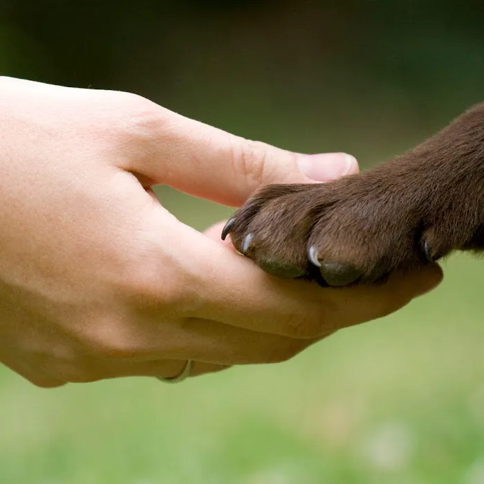 VCA Animal Wellness Center of Maple Grove Picture 9
