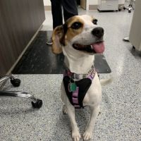WellHaven Pet Health Maple Grove, MN ico