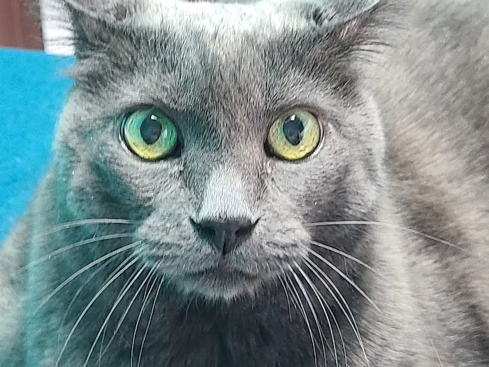 TLC Cat Clinic Picture 10