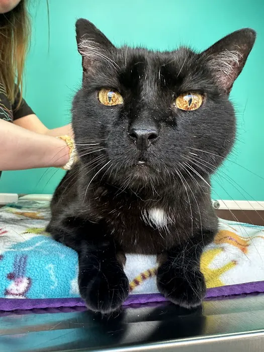 TLC Cat Clinic Picture 8