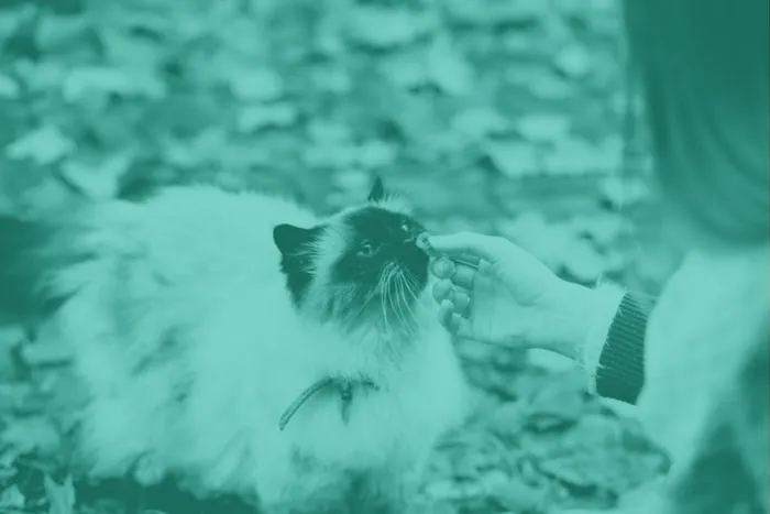 TLC Cat Clinic Picture 1
