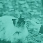 TLC Cat Clinic