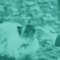 TLC Cat Clinic ico