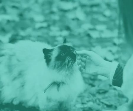 TLC Cat Clinic