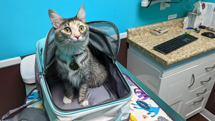 TLC Cat Clinic Picture 9