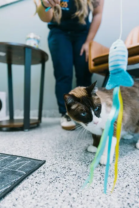 PetVet365 Pet Hospital Plymouth Picture 2