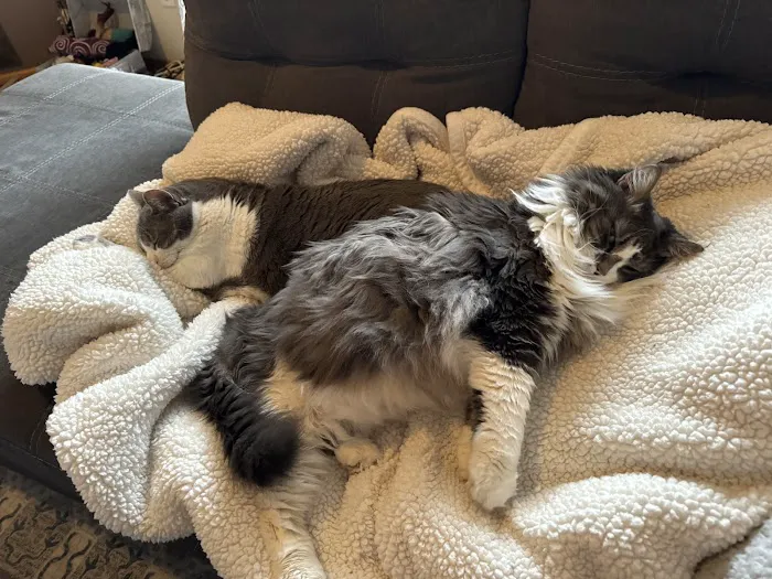Cats Preferred Veterinary Hospital Picture 10