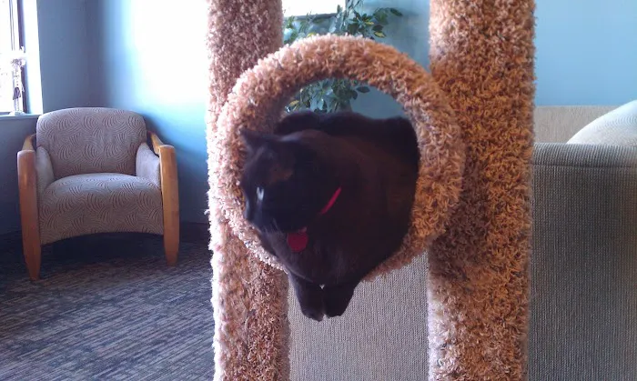 Cats Preferred Veterinary Hospital Picture 2