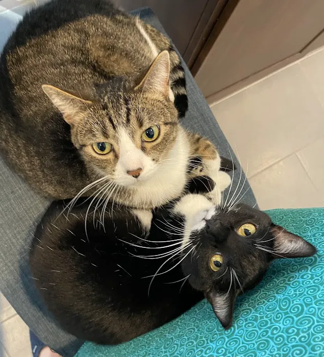 Cats Preferred Veterinary Hospital Picture 5