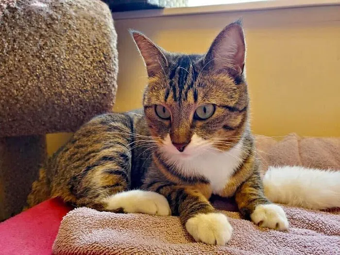 Cats Preferred Veterinary Hospital Picture 8