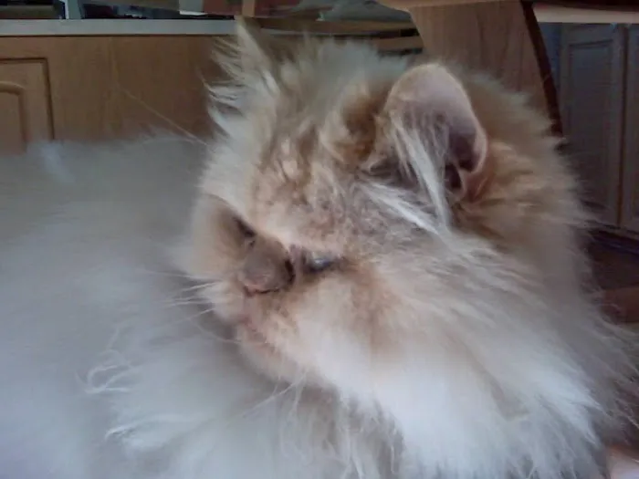 Cats Preferred Veterinary Hospital Picture 7