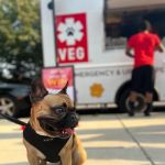 Veterinary Emergency Group