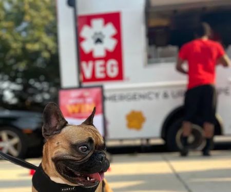 Veterinary Emergency Group