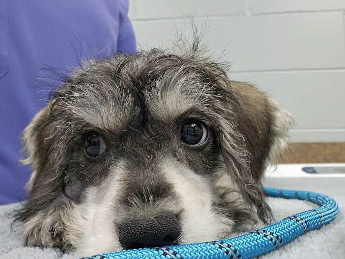 Northwest Animal Hospital Picture 1