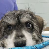 Northwest Animal Hospital ico