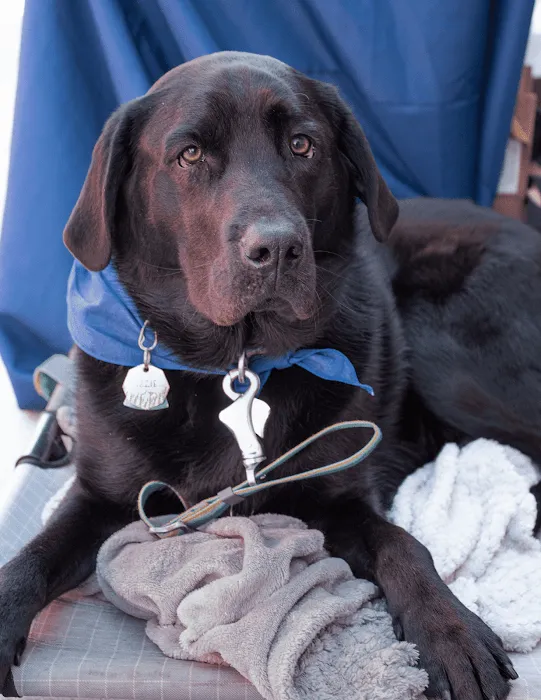 Hometown Veterinary Partners Champlin Picture 9
