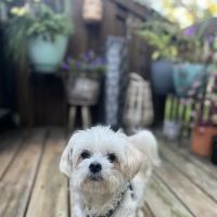 McHale Animal Hospital ico