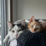 VCA PineRidge Animal Hospital