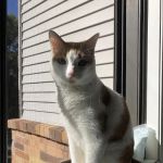 Southview Animal Hospital