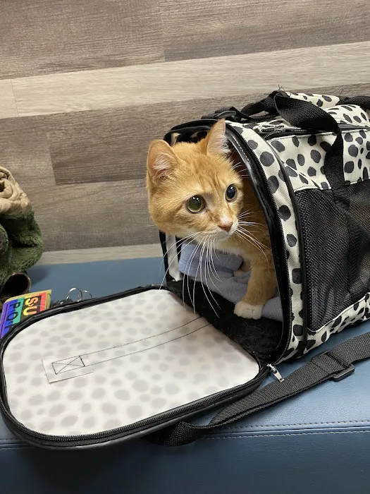 Southview Animal Hospital Picture 3