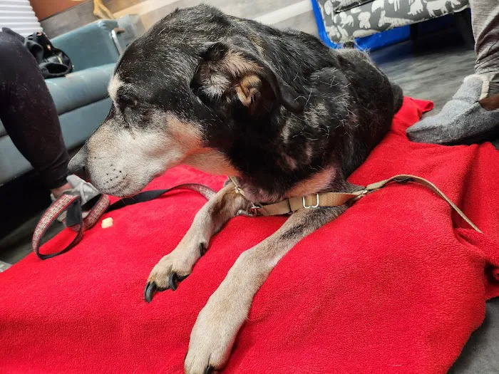 Southview Animal Hospital Picture 2
