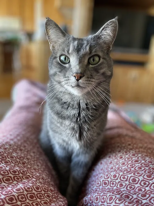 Parkview Cat Clinic Picture 4