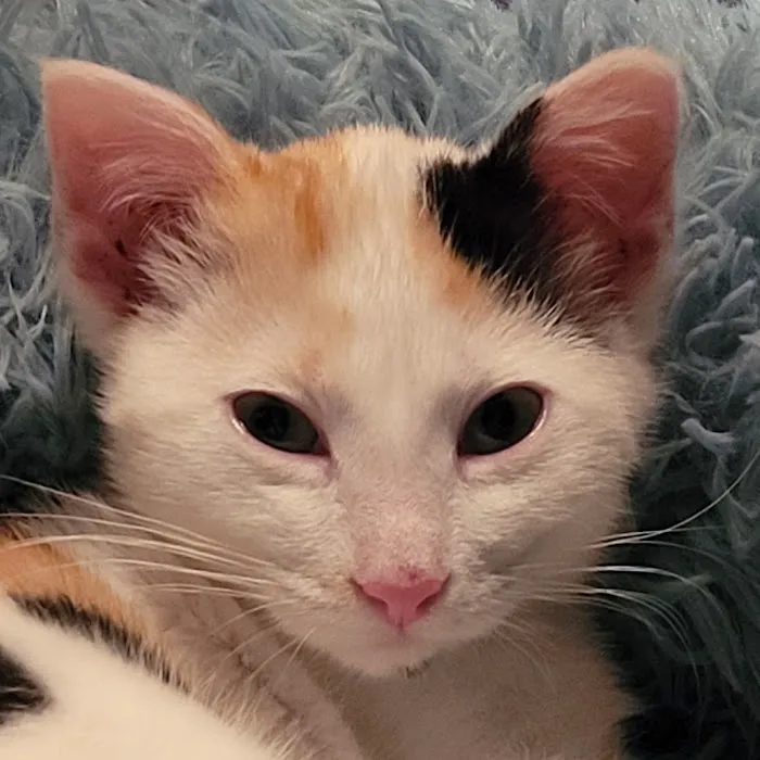Parkview Cat Clinic Picture 2