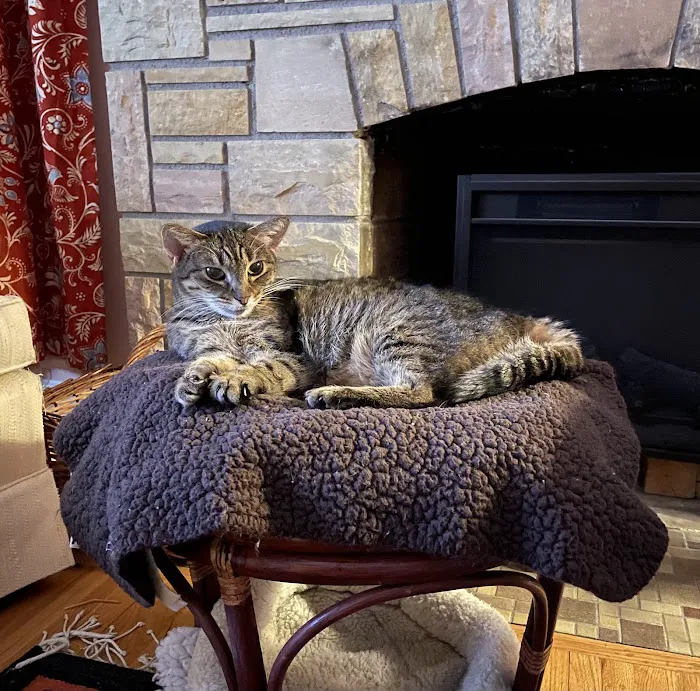 Parkview Cat Clinic Picture 9
