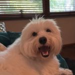 Glen Lake Animal Hospital