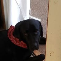 Life Care Animal Hospital: Harlow Amanda DVM ico